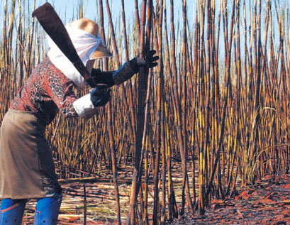 Oração do Trabalhador